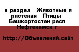  в раздел : Животные и растения » Птицы . Башкортостан респ.,Нефтекамск г.